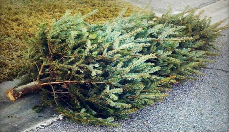 tree-curbside