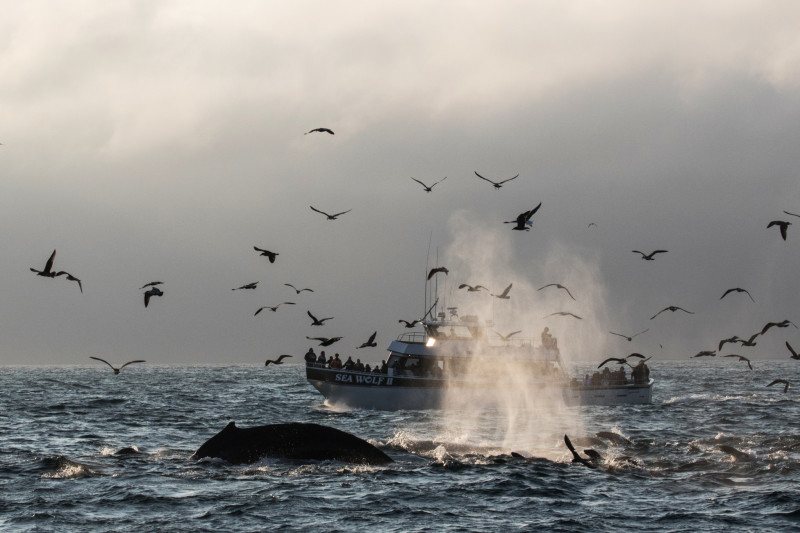 Whale Watching - Wood Workshop
