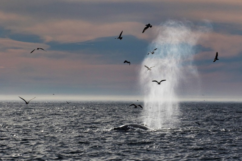 Whale Watching
