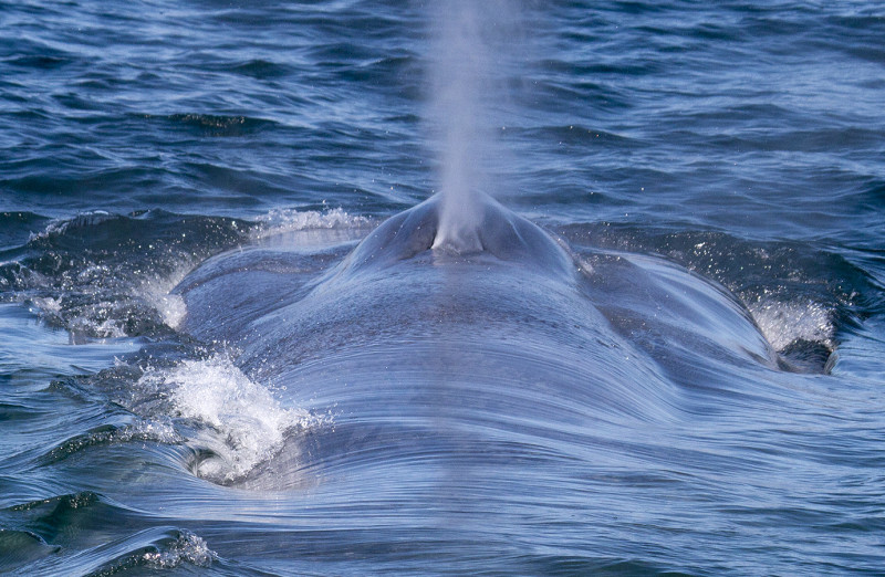 Blue whale feeding