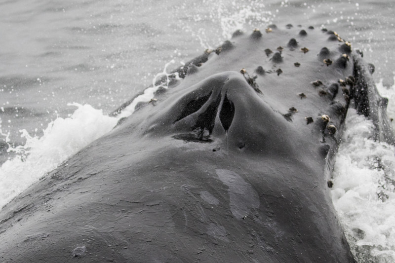 Whale Watching