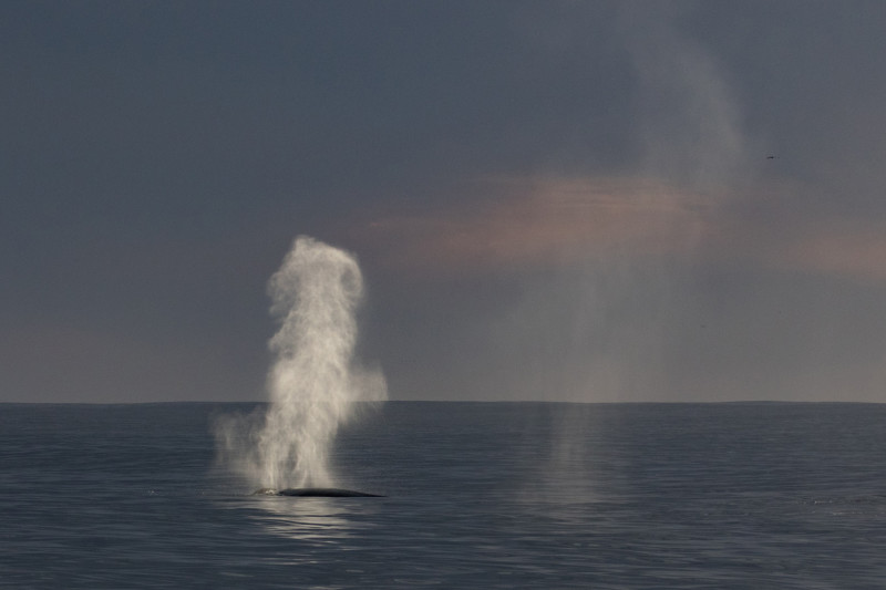 Whale Watching